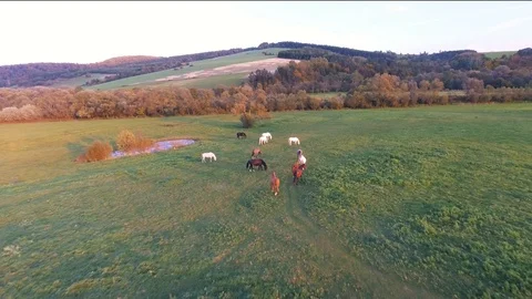 Meadow Stock Footage 122337852