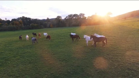 Meadow Video stock 122337928