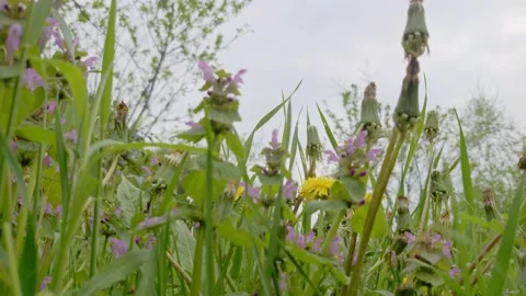In the meadow Stock Footage 154659382