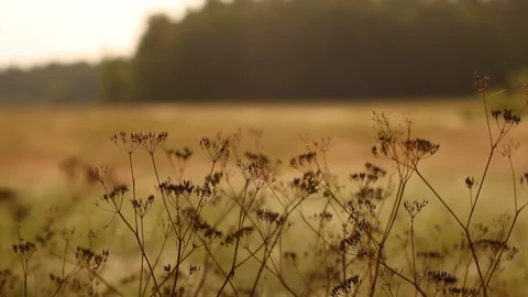 Meadow Stock Footage 225477627