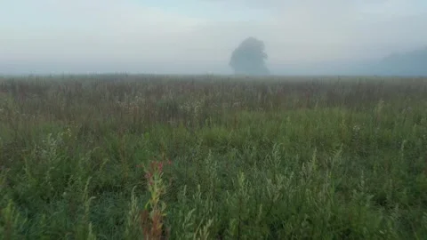 Meadow Stock Footage 253637575