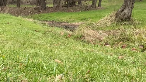 Meadow Video stock 259346644