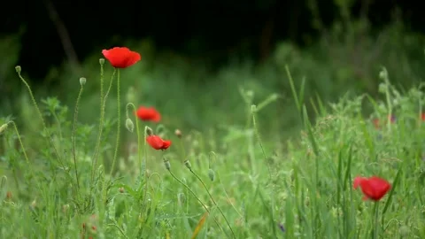Meadow Stock Footage 275578328