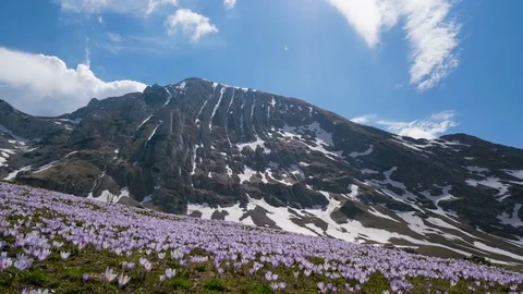Meadow in the foothills full of crocuses Video stock 76010619