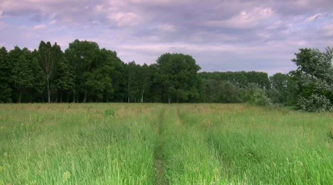 Meadow, forest and track. Stock Footage 513120