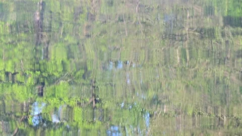 Meadow forest  are reflected in the water, spring Video stock 155678351