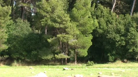 Meadow with forest background (1) Vidéo 21442328