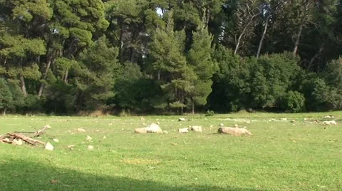 Meadow with forest background (2) Stock Footage 21443216