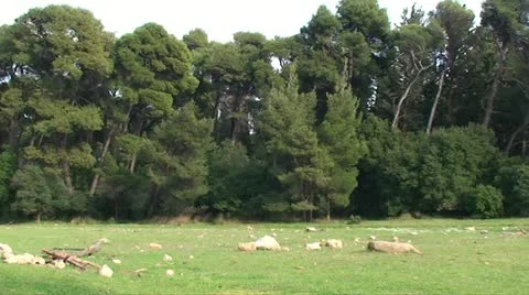 Meadow with forest background (3) Stock Footage 21446847