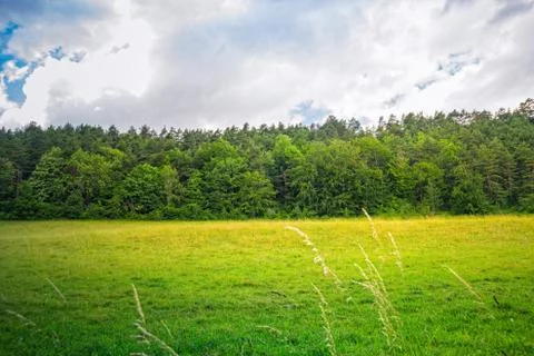 Meadow with a forest in the background Stock Photos