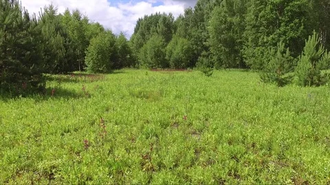 Meadow in the forest Stock Footage 77490484