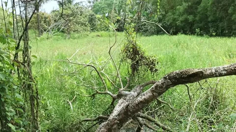 Meadow in the forest Stock Footage 234716149