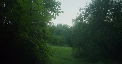 Meadow In The Forest 스톡 동영상 246049436