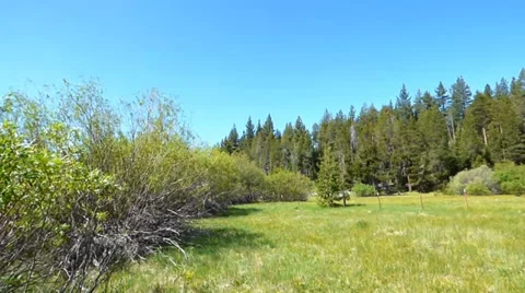 Meadow Forest Gate Video stock 39385999