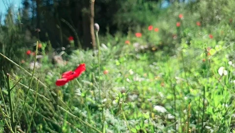 Meadow in the forest. Green grass and flowers in nature. Slow-motion video 動画素材 104307761