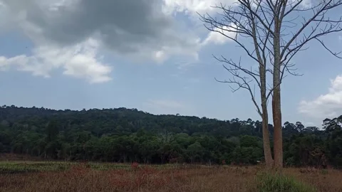 Meadow in forest with mountail hill view Stock Footage 276642316