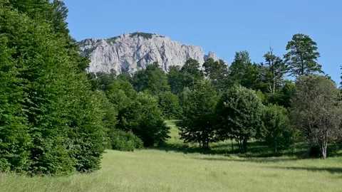 Meadow in the forest. Mountain in summer. Video stock 246911925
