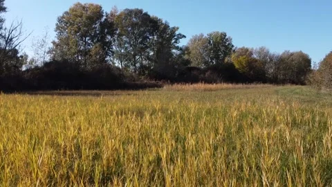 Meadow, forest path Stock Footage 166497953