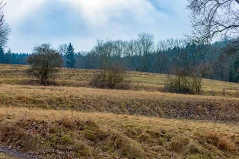 A meadow in the forest Stock Photos