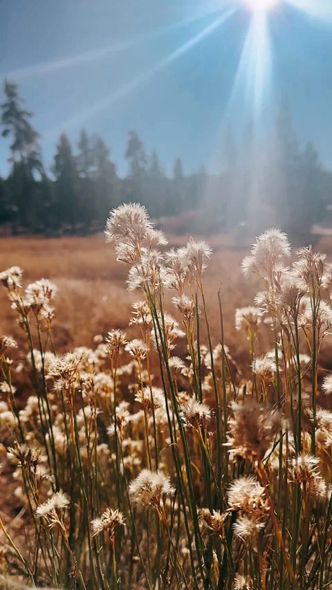 Meadow, forest, spring, summer, plant, green, trees, wheat Stock Footage 257621790