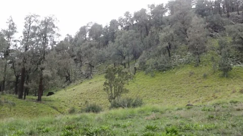 Meadow Forest Tree Mountains Stock Footage 174025948