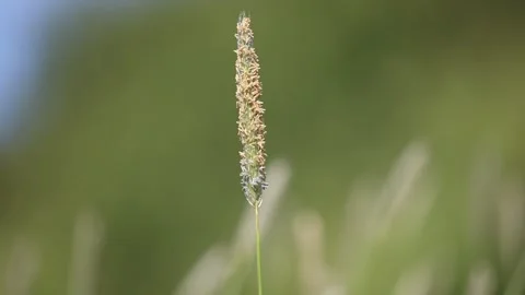 Meadow foxtail grass Stock Footage 131073320
