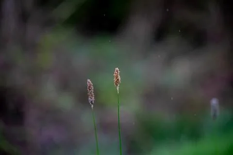 Meadow Foxtail 写真素材