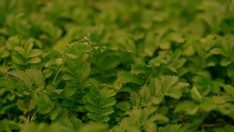 Meadow with fresh grass Stock Footage 232286798