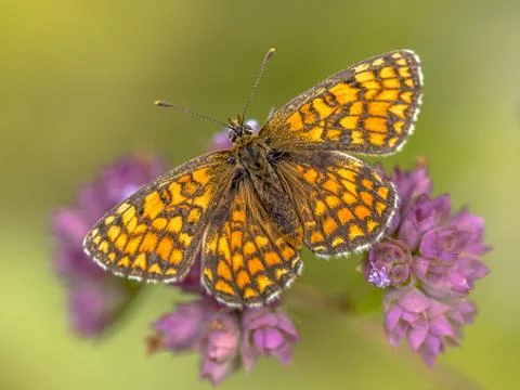 Meadow fritillary butterfly Foto stock