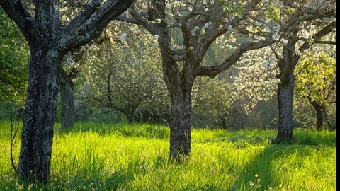 Meadow with fruit trees in flower Stock Footage 128854277