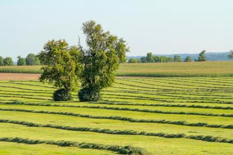 Meadow with fruit trees Stock Photos