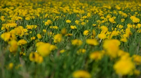 Meadow full of blooming dandelions Stock Footage 65144643