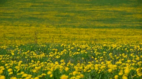 Meadow full of blooming dandelions Stock Footage 65145266