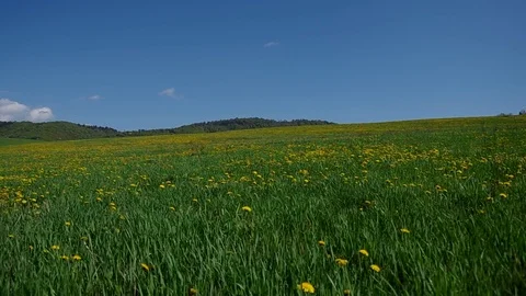 Meadow full of blooming dandelions Stock Footage 71503172