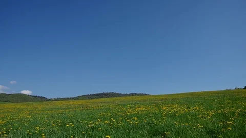 Meadow full of blooming dandelions Stock Footage 71503207