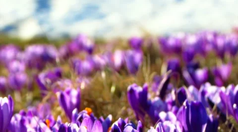 Meadow full of croccus vernus Stock Footage 60389992