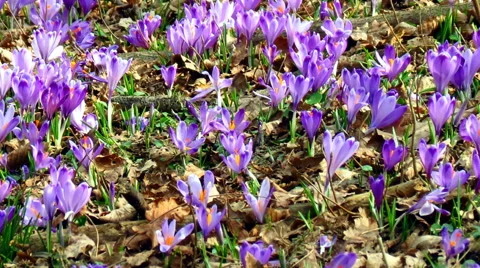 Meadow full of croccus vernus Stock-Footage 60392730