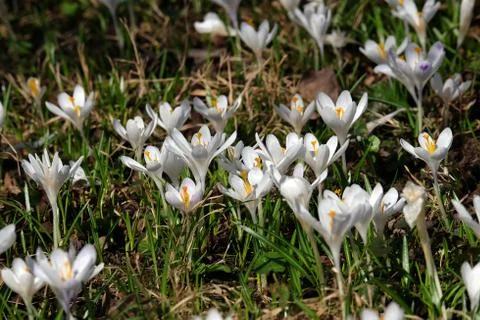 Meadow full of crocus in early spring Stock Photos