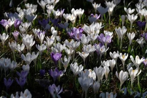 Meadow full of crocus in early spring Stock Photos