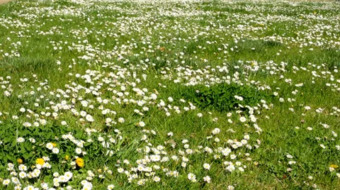 Meadow full of daisies 스톡 동영상 37260846