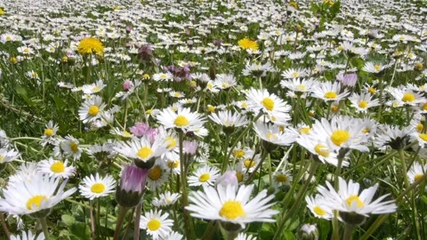 Meadow full of daisies Stock Footage 240903599