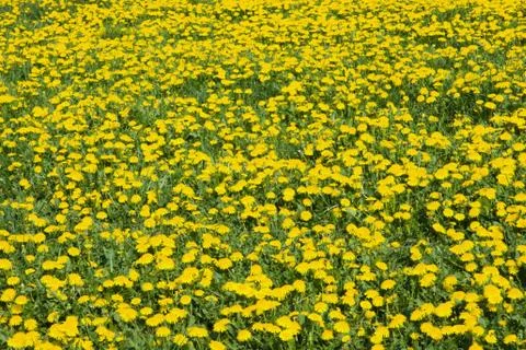 Meadow full of dandelion Stock Photos