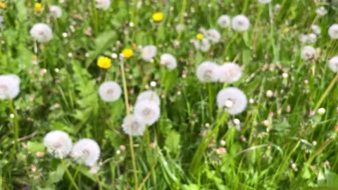 Meadow full of dandelions. Blurred background. Stock Footage 236456254
