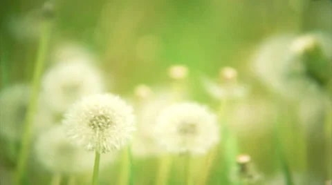 Meadow full of dandelions. Loop. Stock Footage 44562687