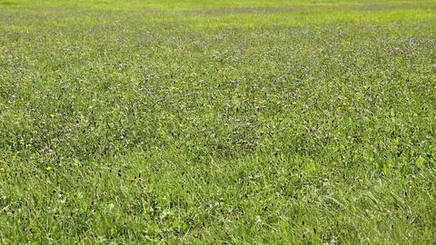 Meadow full of flowers Stock Photos