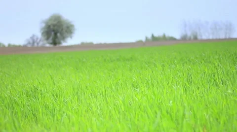 Meadow full of fresh green grass. Stock-Footage 62811898