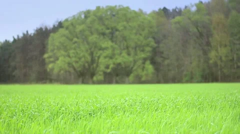Meadow full of fresh green grass. Video stock 62812867