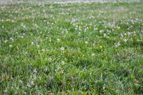 A meadow full of grass Stock Photos
