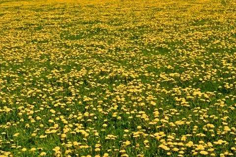 Meadow full od dandelions Stock Photos