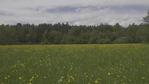 Meadow full of Ranunculus acris flowers, 8K Video stock 167114712